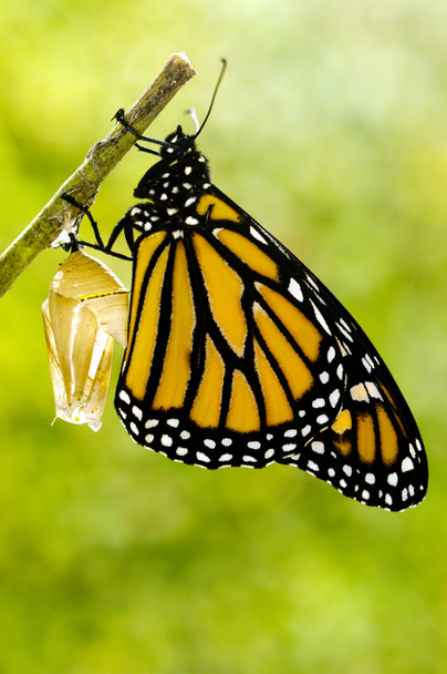 Monarch Butterfly Birth - Photo, Image
