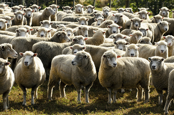 ταξιδεύουν Νέα Ζηλανδία - πρόβατα αγρόκτημα - Φωτογραφία, εικόνα