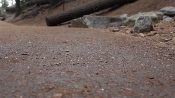 SLOW MOTION: Hail falling in sequoia national forest park - Кадры, видео