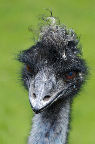 Animales y vida silvestre - Emu
 - Foto, Imagen