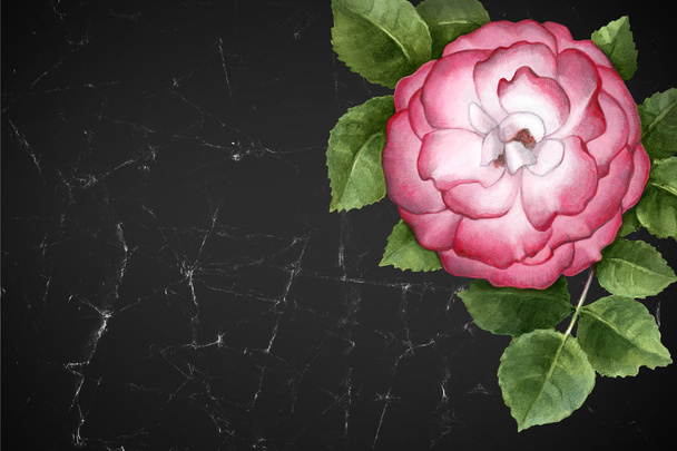 Watercolor illustration of  rose flower. - 写真・画像