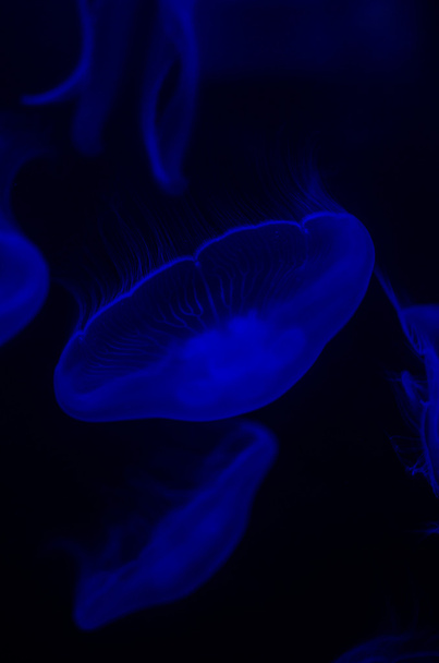 meduse in un acquario low key
 - Foto, immagini