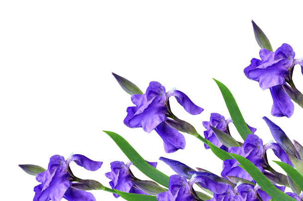 iris fiori primaverili isolati su sfondo bianco. bellissimo flo
 - Foto, immagini