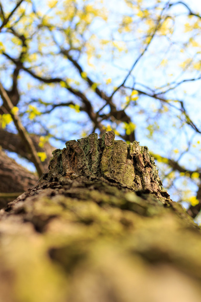 Tree / trunk texture - Photo, image