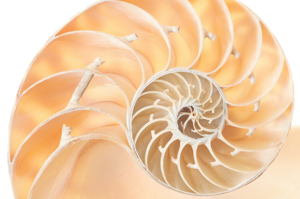 Nautilus shell section, perfect Fibonacci pattern background - Фото, зображення
