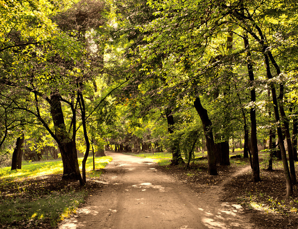 Road in the park - Fotografie, Obrázek