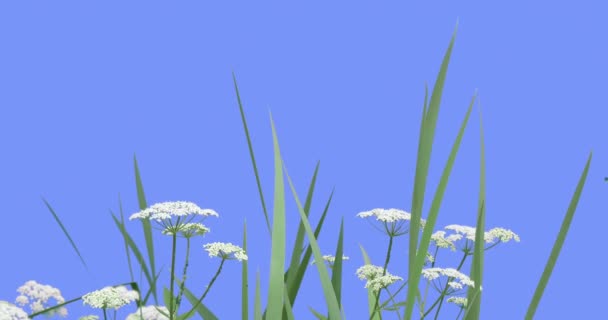 Apiaceae Plantas Grama em Tela Azul Green Leaves Plantas de grama em um talos secos estão balançando no vento branco Umbelliferae ensolarado verão ou primavera da Europa
 - Filmagem, Vídeo