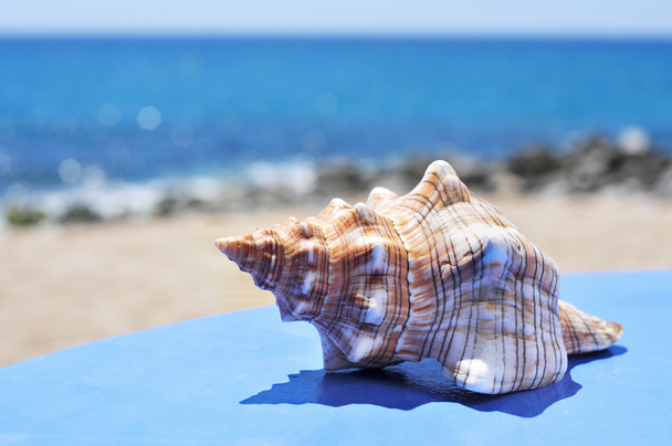 моллюски на голубой поверхности на пляже
 - Фото, изображение