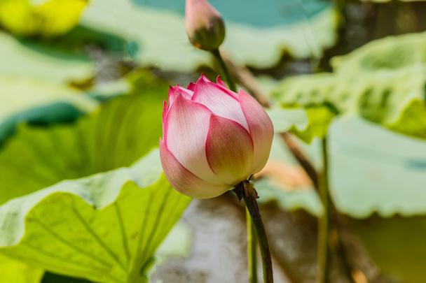 Güzel nilüfer çiçeği - Fotoğraf, Görsel