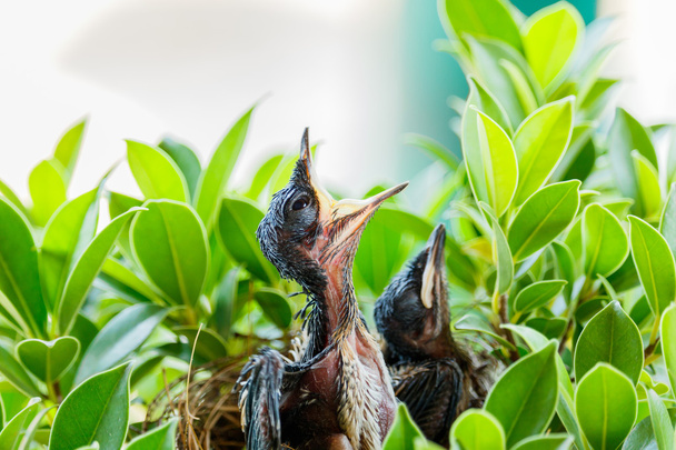  głodne ptaki Baby w gniazdo  - Zdjęcie, obraz
