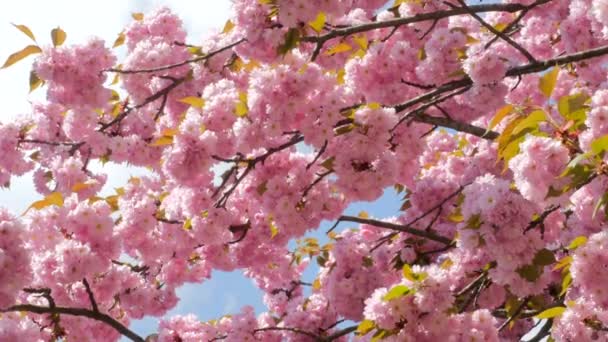 Sacura Blossom meerdere takken - Video