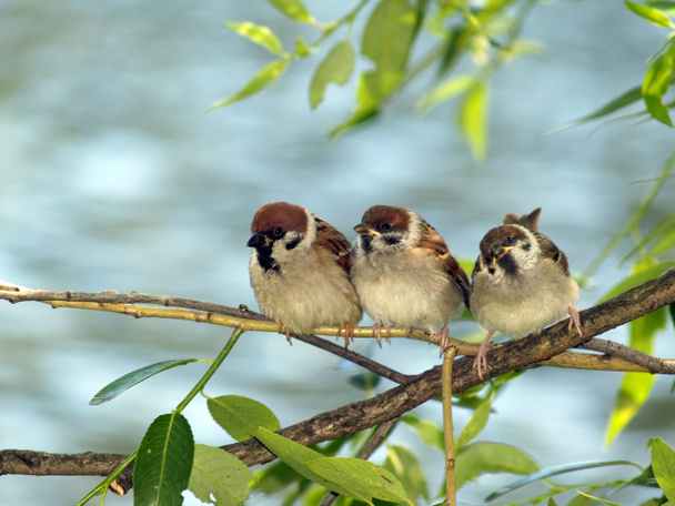 Brood of sparrows - Photo, Image
