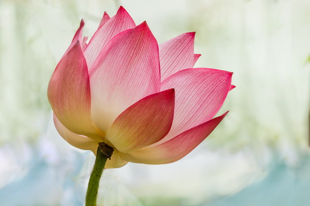 gyönyörű lótuszvirág - Fotó, kép