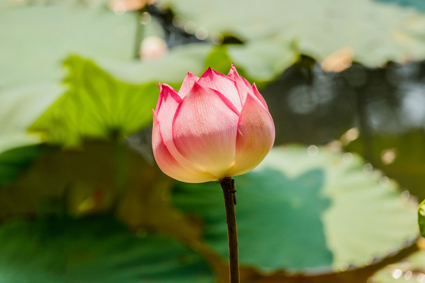 piękny kwiat lotosu - Zdjęcie, obraz