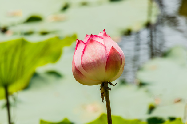 mooie lotusbloem - Foto, afbeelding