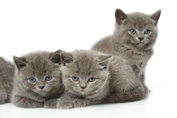 petits chatons britanniques cheveux courts bleus
 - Photo, image
