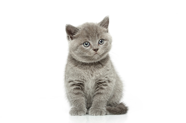 little british short hair blue kittens - 写真・画像
