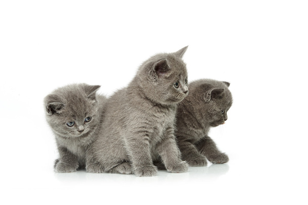 little british short hair blue kittens - Photo, Image