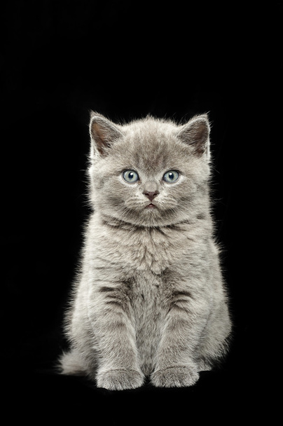 küçük İngiliz kısa saçlı mavi kedi yavrusu - Fotoğraf, Görsel
