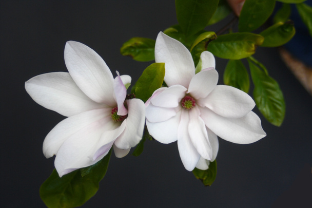 Pari Magnolian kukkaa.
 - Valokuva, kuva