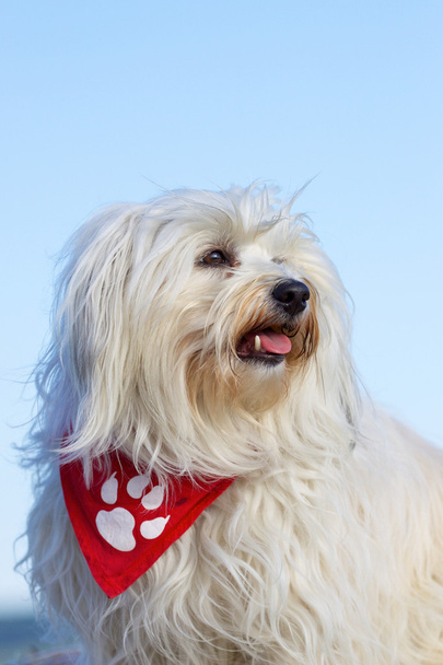 Portrait of a Havanese dog breeds - Photo, Image