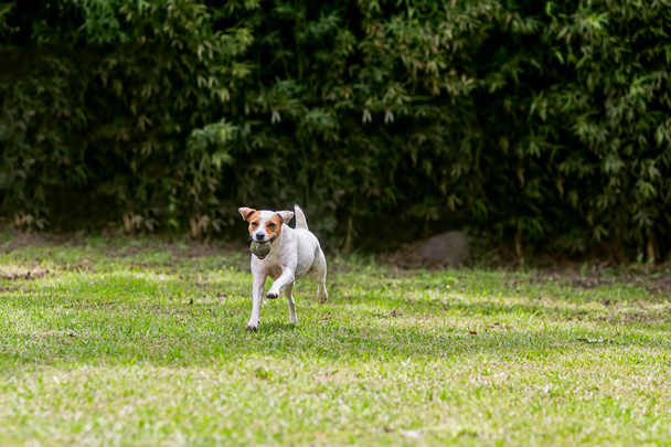 Suloinen hauska koira Jack Russell Terrier
  - Valokuva, kuva