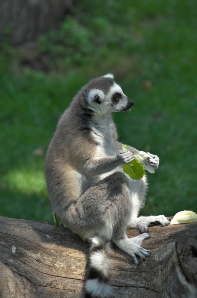 Lemur desayunando.
 - Foto, Imagen