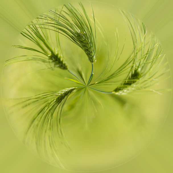 biologische groene lente korrels met ondiepe focus - Foto, afbeelding