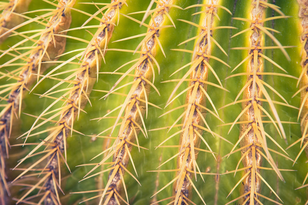 Cactus thorns, closeup view - Foto, imagen