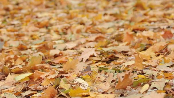 Boden bedeckt mit abgestorbenen gelben Ahornblättern, Herbsttraurigkeit, natürliche Schönheit - Filmmaterial, Video