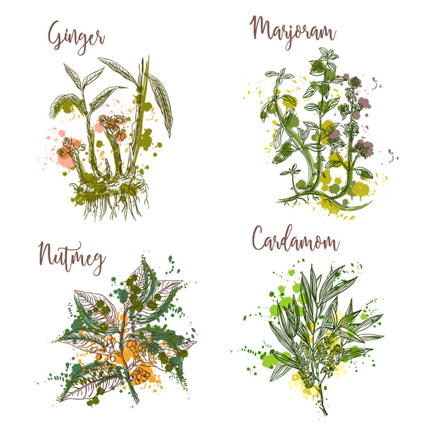 Cooking herbs and spices in watercolor style . Ginger, marjoram, nutmeg, cardamom. Retro hand drawn vector illustration. Retro banner, card, scrap booking, postcard, poster - Διάνυσμα, εικόνα