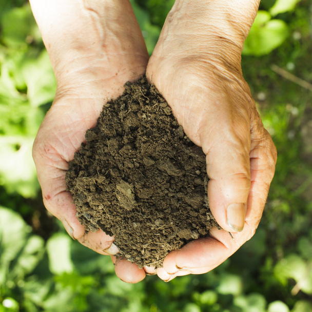 Руки с почвой и растениями
 - Фото, изображение