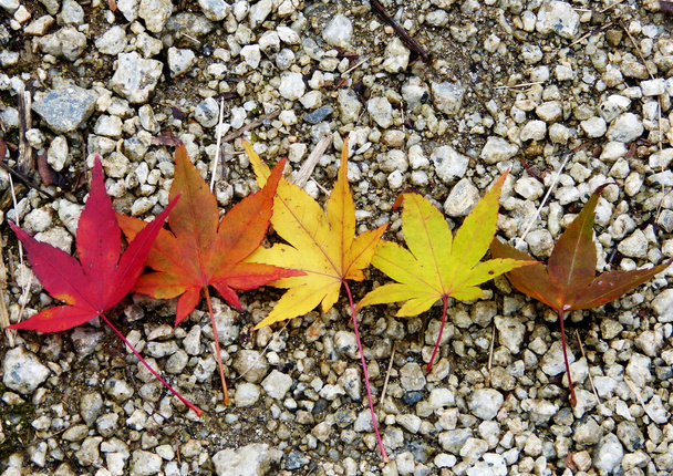 Φύλλα φθινοπώρου σφενδάμου σε διαφορετικά στάδια της αλλαγής χρώματος. - Φωτογραφία, εικόνα