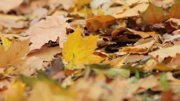 windiges Wetter im Herbstpark, todgelbes Laub bedeckt den Boden, Nostalgie - Filmmaterial, Video