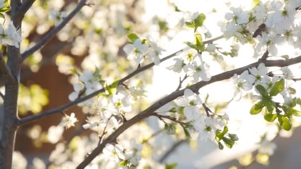 春の白い花やスローモーションで蜂 - 映像、動画