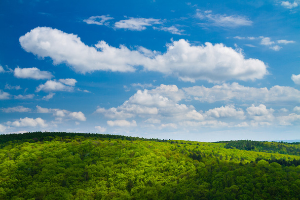 krásný zelený Les s modrou oblohou - Fotografie, Obrázek
