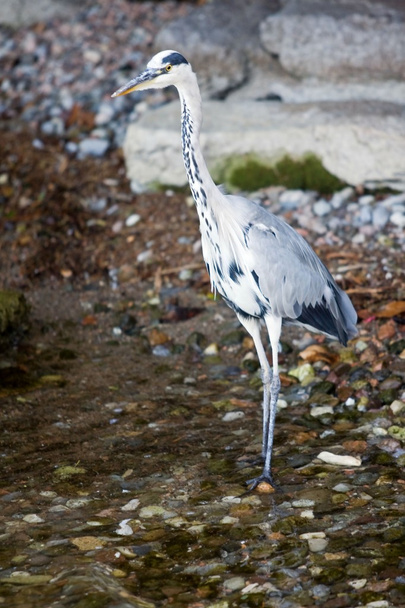 Grey heron (Ardea cinerea)  - Photo, Image