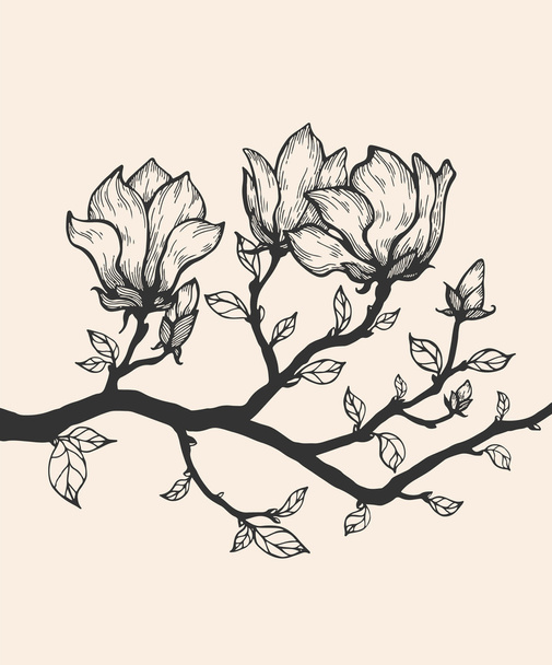 Magnolia flowers on branch - Вектор,изображение