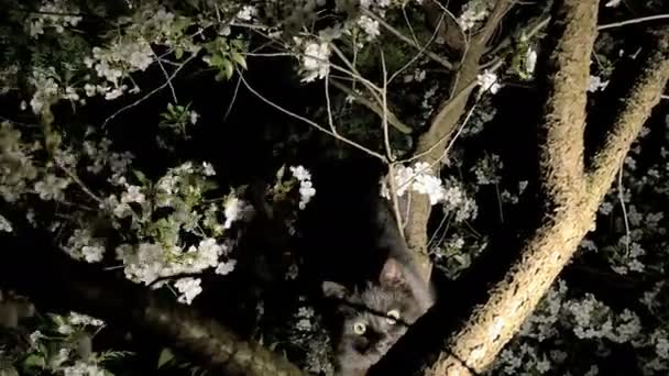 black cat on the tree - Footage, Video