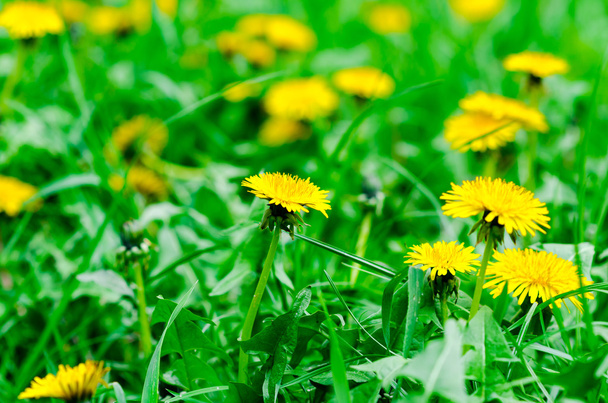 yellow dandelions on the green field - Foto, Imagen