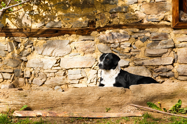 石のテラスの上に横たわる黒と白犬 - 写真・画像