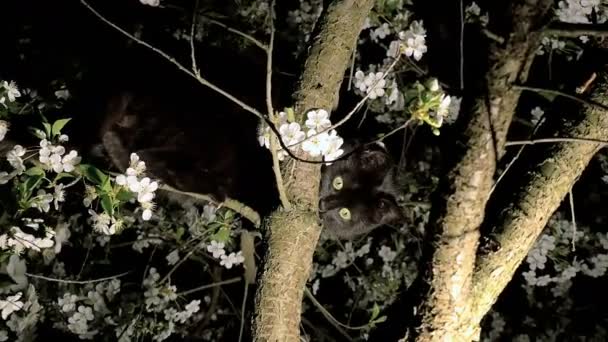 black cat on the tree - Footage, Video