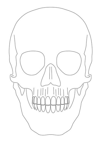 Vector de cráneo aislado
 - Vector, imagen
