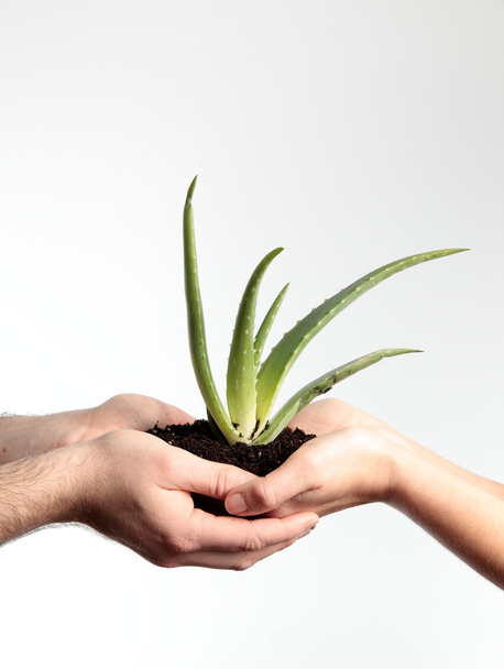 Aloe vera plant - Фото, изображение