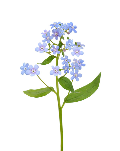 forget-me-not - Photo, image