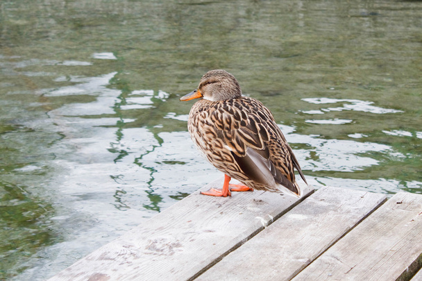 Female mallard duck - Photo, Image