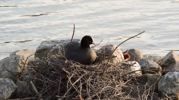 Cute young eurasian coot chick making its way to the nest - Footage, Video