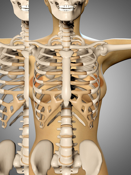 egy nő a test és a csontváz találat 3D render zár-megjelöl-ból tors - Fotó, kép