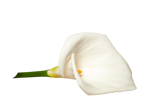 Calla blanche isolée sur blanc
 - Photo, image