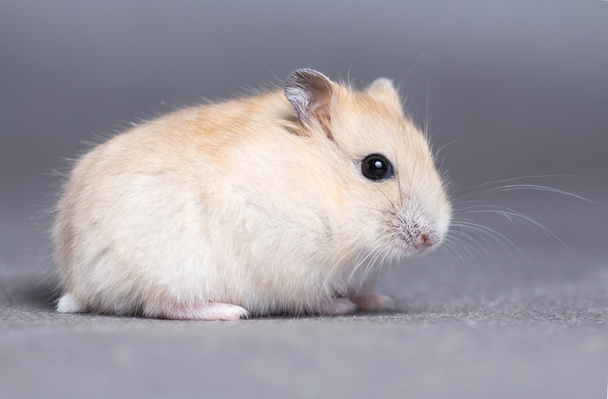 Portrait of a little hamster on grey background - Foto, afbeelding